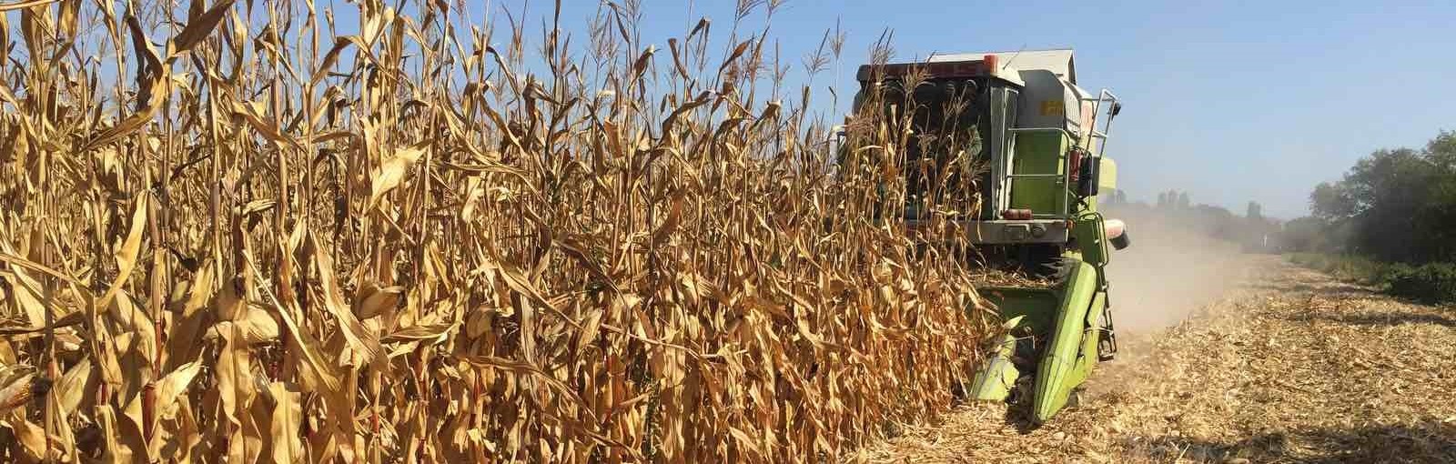 Проведено збирання врожаю кукурудзи на дослідно-демонстраційних полях агрономічного відділення ВП НУБіП України «Мукачівський аграрний коледж»